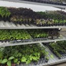 흥농농약종묘사 이미지