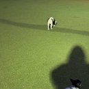 초록유치원 | 경북 칠곡 초대형 프리미엄애견카페 유치원과 실내수영장이 있는 컴페니언 솔직후기