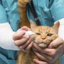 고양이눈 이미지