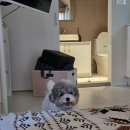 수와미 팬션 | [경기도 양평] 두 가족이 함께 머무를 수 있는 애견동반 독채 팬션 댕댕별숲 A동 장단점 중심 세부 후기...