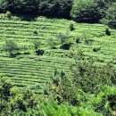 은곡다원 이미지