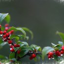 웰다잉을 위한 웰에이징&웰빙 이미지