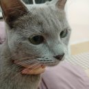 로얄캣 | 강남구고양이미용실 로얄캣 방문 후기