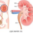 신장