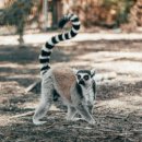 리머커피(Lemur Coffee) 이미지