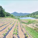 경북 의성 저수지 접한 임야와 전(13,919평/1억5천) 이미지