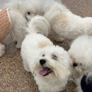 글로리퍼피 이미지