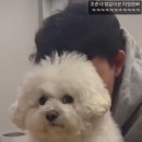 보령애견동반펜션 피노비스타 이미지