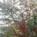 화서공원 이미지