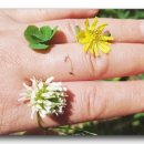 반지세탁소 이미지