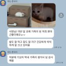 미오미오 고양이분양 | 홍대고양이분양 미오미오 아이들이 안전하게 자라는 공간