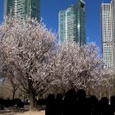 매화마을사거리.장미마을8단지 | [서울 뚜벅이 봄꽃 구경 장소 모음] 개나리, 벚꽃, 철쭉, 장미 등 (18곳)