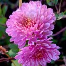 능이미역국 물메기탕 이미지