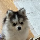 폼스키 | 5세대폼스키 입양 후기, 처음 키우는 애견.