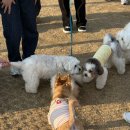 7231 | [대전 반려동물공원] 입장료 무료 유성 대전반려동물공원 다녀온 후기(+주차, 운영시간 정리)