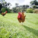 오진아 농촌치유농장 이미지