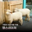 홍익로 10 서교푸르지오아파트 앞 | 홍대 이색 동물 양카페 땡스네이쳐 방문 후기 홍대 놀거리 추천