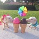 예쁜돼지 이미지