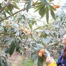 황금과일 이미지