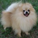 청담아이윌동물병원 이미지