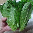 [리뷰/식품] &#39;지씨엘팜(GCL FARM)&#39; 1인 미니용량채소 3종 500g / 샐러드채소 정기배송 / 수경재배 채소
