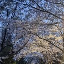 정릉천 제방 네이버블로그