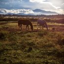 노고록이 이미지