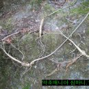 자연과 산삼