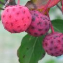 동양농장 이미지