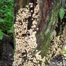 노고단-17 이미지