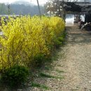 개나리농장 이미지