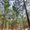 편백인 울산 이미지