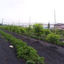 대추밭골 이미지