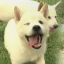 일상]사람만나는게 좋은 요즘☞^^☜/ 부전시장 명란김밥/ 전설의 우대갈비/해운대 /동래읍성축제/영주 투어