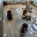 비원팜 | 세종 아이들과 가볼만한 곳 &#34;베어트리파크&#34;