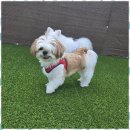 헬로우버디 이미지