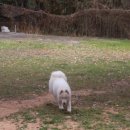 도그아트켄넬 이미지