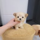 강아지분양 애견분양 꽃강아지 광진점 이미지