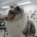 그루밍쇼 이미지