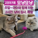 묘냥묘냥 | 동해시 고양이카페, 나도 집사가 되어보는 &#39;묘냥묘냥&#39;