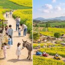 황소농장 | [4월 초 여행지 추천]안성 팜랜드_제주도가 경기도에 왔어요~