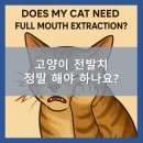 바론동물병원 | 고양이 전발치, 정말 해야 할까요?, 전발치가 필요한 3가지 경우