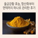 울금효능 항산화부터 면역까지 “울금강황” 하나로 관리한 후기