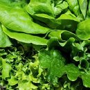 싱싱청과 이미지