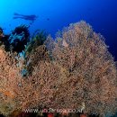 UW Pescador Island, Moal Boal, Philippines 이미지