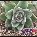 러스티 이미지
