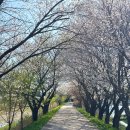 메디힐요양병원 | 늦은 벚꽃 구경 파주 눌노천벚꽃길 (with 오즈모액션5)