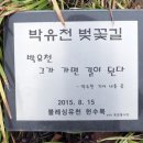 마약 투약 혐의 '박유천 벚꽃길'…주민들 철거 요구 논란 이미지