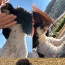 돌담펫호텔 이미지