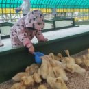 지안목장 이미지